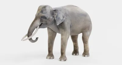 Азиатский Слон Ходит По Длинной Траве В Национальном Парке Казиранга Индия  — стоковые фотографии и другие картинки Азиатский слон - iStock
