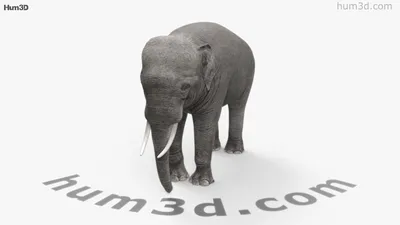 Картина \"Индийский слон\" | Дизайн-студия «AnaBrush»