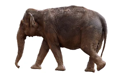Фигурка Safari Ltd Индийский слон XL, 112389 | Купить по лучшей цене