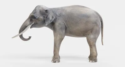 Фигурка SCHLEICH Азиатский слон самка купить по цене 799 ₽ в  интернет-магазине Детский мир