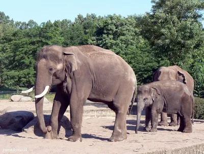Чем отличаются азиатские слоны от африканских? | ВКонтакте