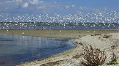 Отдых на Арабатской Стрелке, Азовское море