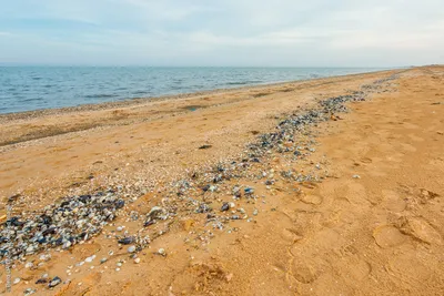 АЗОВСКОЕ МОРЕ: курорты и города, отели и базы отдыха - обзор