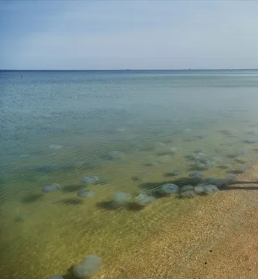 Азовское море. Станица Голубицкая. Пляж \"Маяк\" 8 июля 2019 года. | ИваЛи |  Дзен