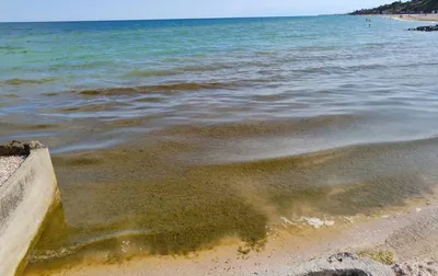 Азовское море превращается в болото - как выглядят пляжи Кирилловки, фото |  Стайлер