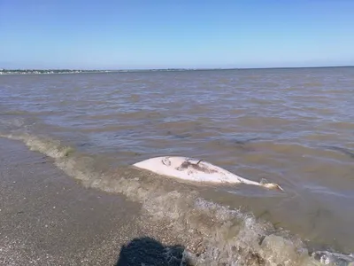 Под Мариуполем на побережье Азовского моря выбросило мертвых дельфинов, -  ФОТОФАКТ - Новини 17 травня 2019 р. - 0629.com.ua