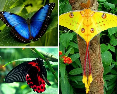 Живые тропические бабочки | Педагогическое Интернет-сообщество \"УчПортфолио\"
