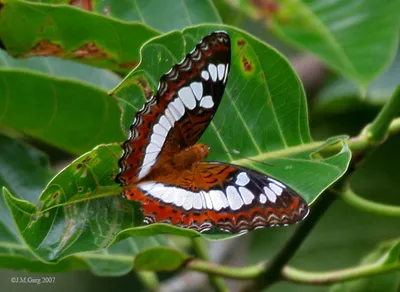разноцветные тропические бабочки изолированные на белом фоне Stock Photo |  Adobe Stock