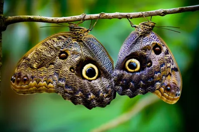 Живые тропические бабочки Днепр с доставкой | Студия шаров