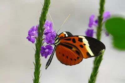 Papiliorama: тропические бабочки и другая живность - Заметки из Швейцарии