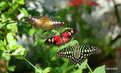 тропические красные бабочки изолированы на белом фоне Stock Photo | Adobe  Stock