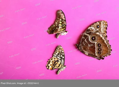 Живые тропические бабочки Орехово-Зуево