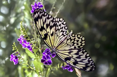 Магазин тропических бабочек Флай-Флай