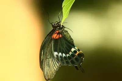 Тропические бабочки - 58 фото