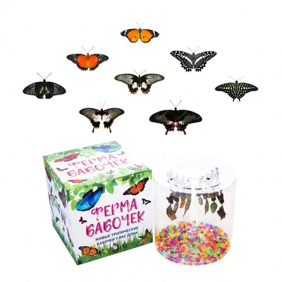 Тропические бабочки стоковое фото. изображение насчитывающей ангстрома -  35618352