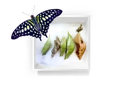 Ферму бабочек купить в Москве домашний бабочкарий с доставкой по цене от  Тропическиебабочки.рф
