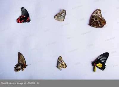Papiliorama: тропические бабочки и другая живность - Заметки из Швейцарии