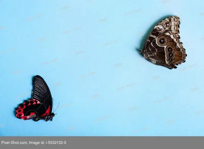 Две Красивые Красные Тропические Бабочки Изолированы На Белом Фоне Ночные  Бабочки Для Дизайна — стоковые фотографии и другие картинки Бабочка - iStock