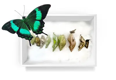 бабочки тропические 2 стоковое изображение. изображение насчитывающей  мадагаскар - 3712883