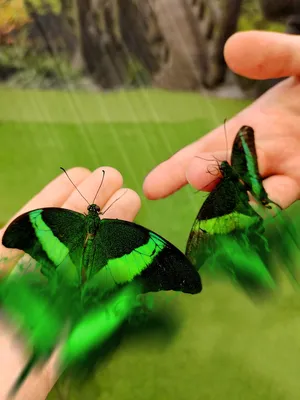 Красивые тропические бабочки на цветном фоне :: Стоковая фотография ::  Pixel-Shot Studio
