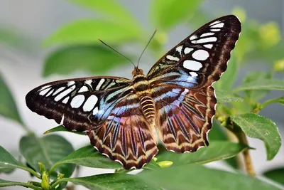 Красивые тропические бабочки на белом фоне :: Стоковая фотография ::  Pixel-Shot Studio