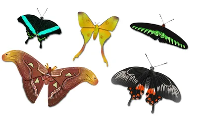 Живые тропические бабочки Днепр с доставкой | Студия шаров