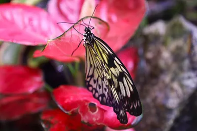 Купить живую тропическую бабочку Павлин с доставкой по городу Днепр в ➜  Royal-Flowers