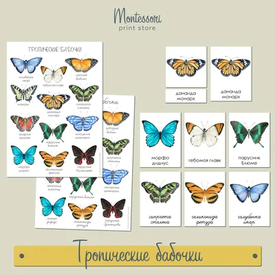 Baku Butterflies/Тропические бабочки