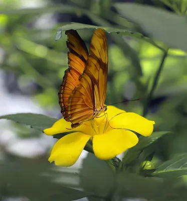 Северчан приглашают на выставку «Тропические бабочки» | Администрация ЗАТО  Северск