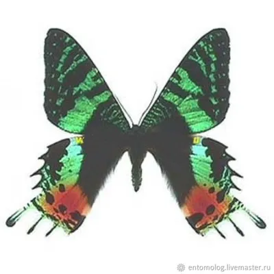 Тропические бабочки в 2023 г | Бабочки