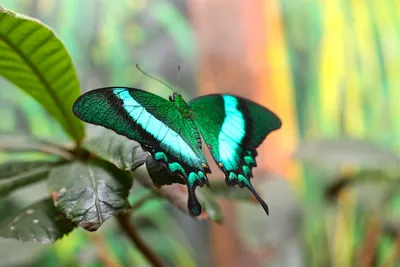 Тропические Бабочки — стоковые фотографии и другие картинки Бабочка -  Бабочка, Авиационное крыло, Белый - iStock