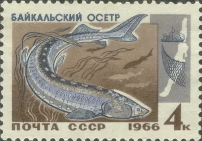 Байкальский осётр может быть выведен из Красной книги - Рыбалка.  Информационный портал «LANDFISH»