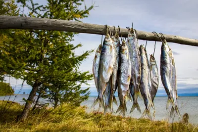 Здоровье рыб озера Байкал под контролем учёных ВНИРО | fishcom.online