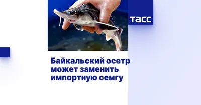 Байкальская рыба - описание, виды, рецепты