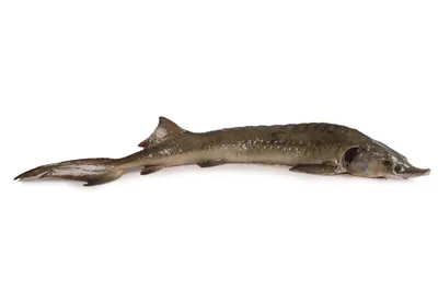 Сахалинский осётр: Вымирает, но не сдаётся. Эта рыба проделывает  восхождение по горной реке длиной в 70 километров, чтобы продолжить род! |  Пикабу