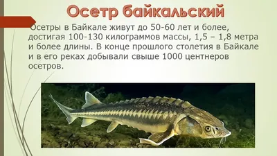 Рыбы Байкала - 74 фото