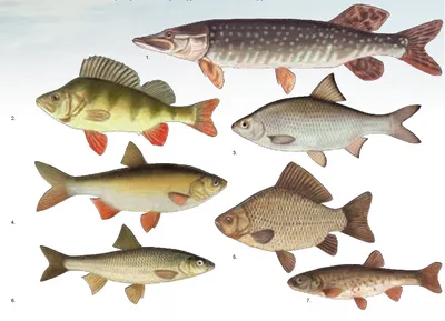 Рыба осётр — описание и образ жизни, рецепты блюд | LoviTut.ru (Рыбалка и  Бильярд) | Дзен