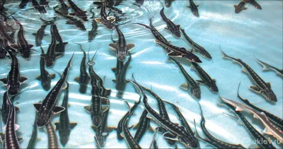 В Приморском океанариуме поселились рыбы с самой дорогой в мире икрой -  Рамблер/новости