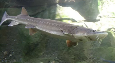 Сахалинский осётр: Вымирает, но не сдаётся. Эта рыба проделывает  восхождение по горной реке длиной в 70 километров, чтобы продолжить род! |  Пикабу