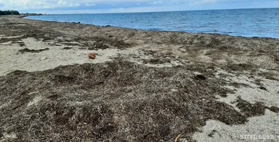 Бакальская коса. Море. Крым. | Туризм, Путешествия, Места