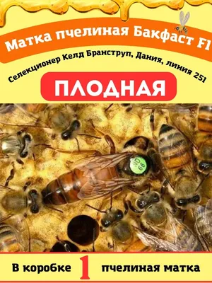 Продам матки Бакфаст ф1 і ИО, купити матки Бакфаст ф1 і ИО — Agro-Ukraine