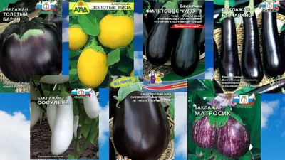 Самые лучшие сорта белых баклажанов - Agro-Market24