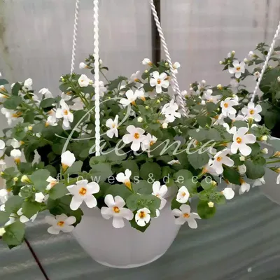 Бакопа Сноутопия Bacopa Snowtopia - купить семена цветов с доставкой по  Украине в магазине Добродар