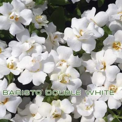 Бакопа Bacopa Double Snowball White | Flora Altay