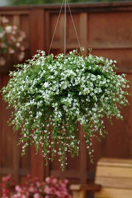 Südajas suutera Bacopa Snowtopia White - Sutera cordata L. - Aednik24