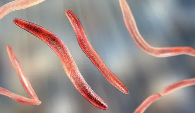 Ученые недооценивали опасность бактерий, живущих во рту - KP.RU