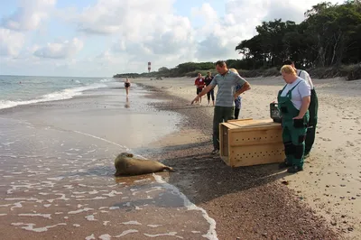 Балтийское море замерзло в Калининграде впервые за 25 лет ·