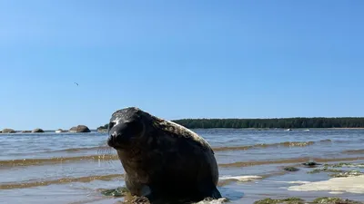 18 мая состоялась акция по очистке берегов Балтийского моря.