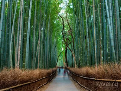 Бамбуковый лес фото фото