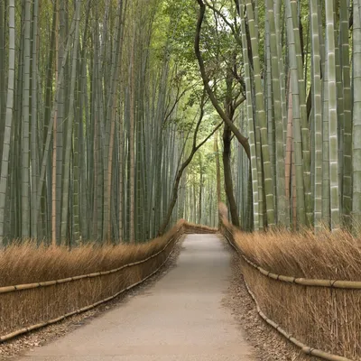 Фотообои на стену «Бамбуковый Лес» WG 00123 Bamboo Forest